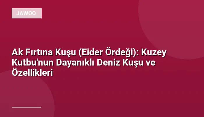 Ak Fırtına Kuşu (Eider Ördeği): Kuzey Kutbu'nun Dayanıklı Deniz Kuşu ve Özellikleri