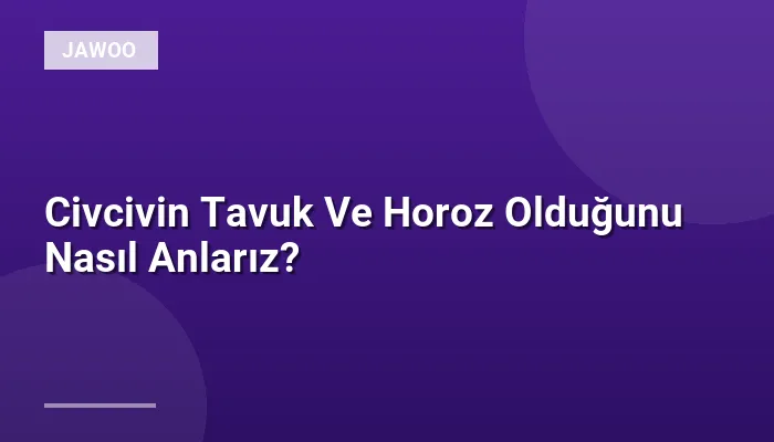 Civcivin Tavuk Ve Horoz Olduğunu Nasıl Anlarız?