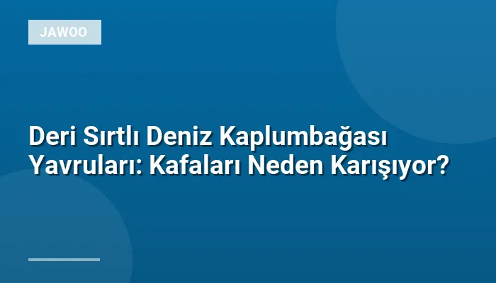 Deri Sırtlı Deniz Kaplumbağası Yavruları: Kafaları Neden Karışıyor?