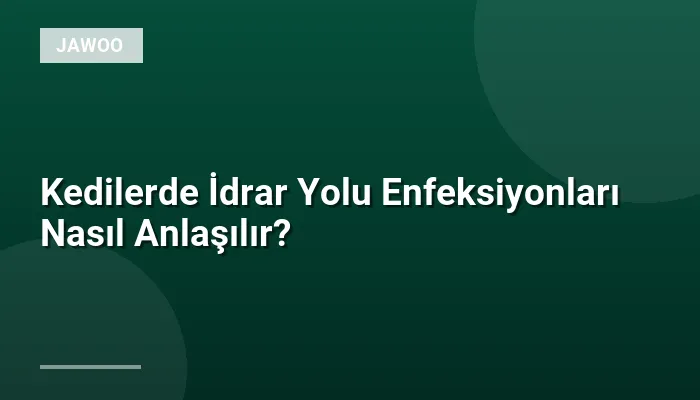 Kedilerde İdrar Yolu Enfeksiyonları Nasıl Anlaşılır?