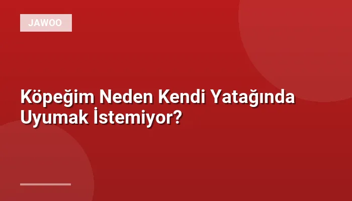 Köpeğim Neden Kendi Yatağında Uyumak İstemiyor?