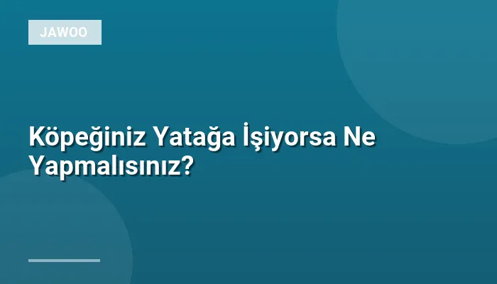 Köpeğiniz Yatağa İşiyorsa Ne Yapmalısınız?