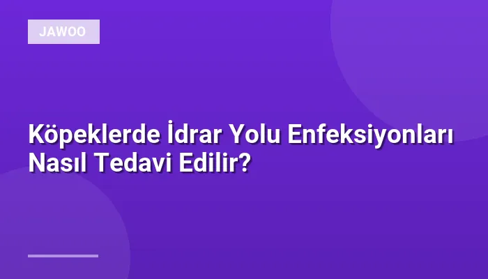Köpeklerde İdrar Yolu Enfeksiyonları Nasıl Tedavi Edilir?