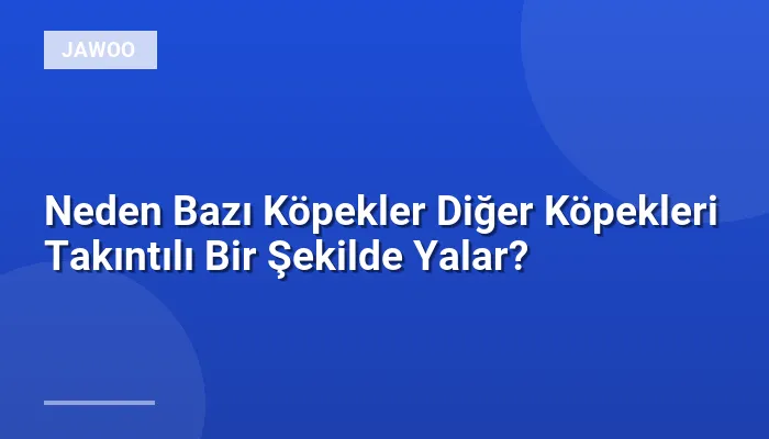 Neden Bazı Köpekler Diğer Köpekleri Takıntılı Bir Şekilde Yalar?