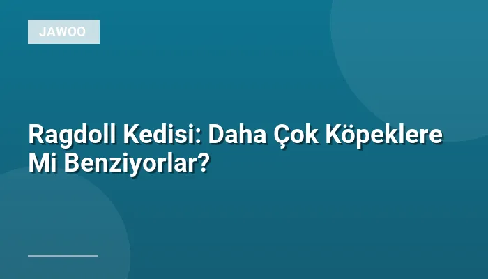 Ragdoll Kedisi: Daha Çok Köpeklere Mi Benziyorlar?