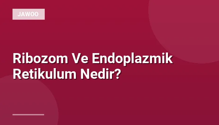 Ribozom Ve Endoplazmik Retikulum Nedir?