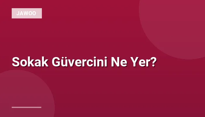 Sokak Güvercini Ne Yer?