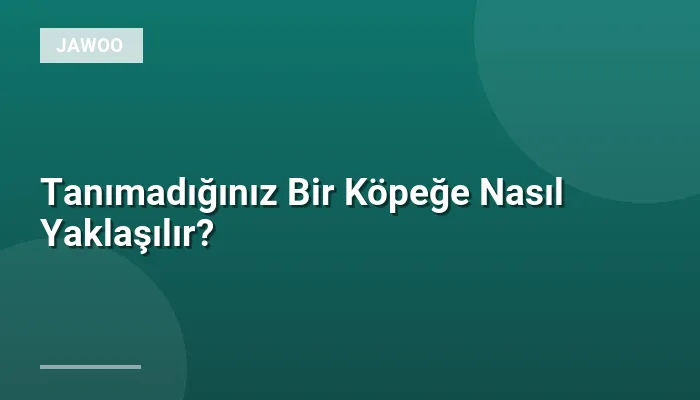 Tanımadığınız Bir Köpeğe Nasıl Yaklaşılır?