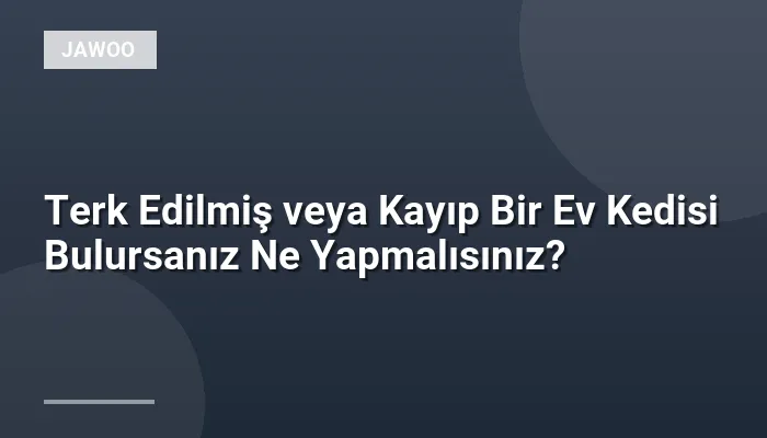 Terk Edilmiş veya Kayıp Bir Ev Kedisi Bulursanız Ne Yapmalısınız?
