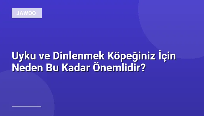 Uyku ve Dinlenmek Köpeğiniz İçin Neden Bu Kadar Önemlidir?