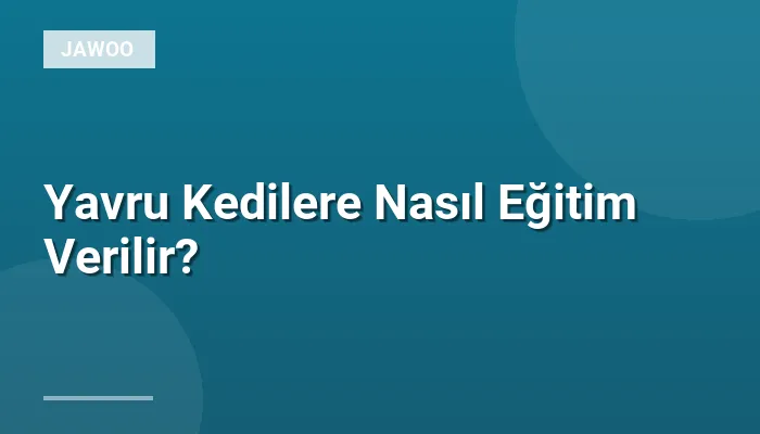 Yavru Kedilere Nasıl Eğitim Verilir?